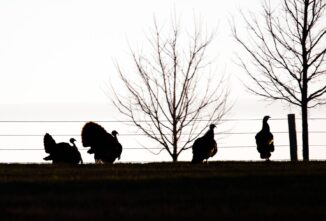 Turkeys by the Dozen